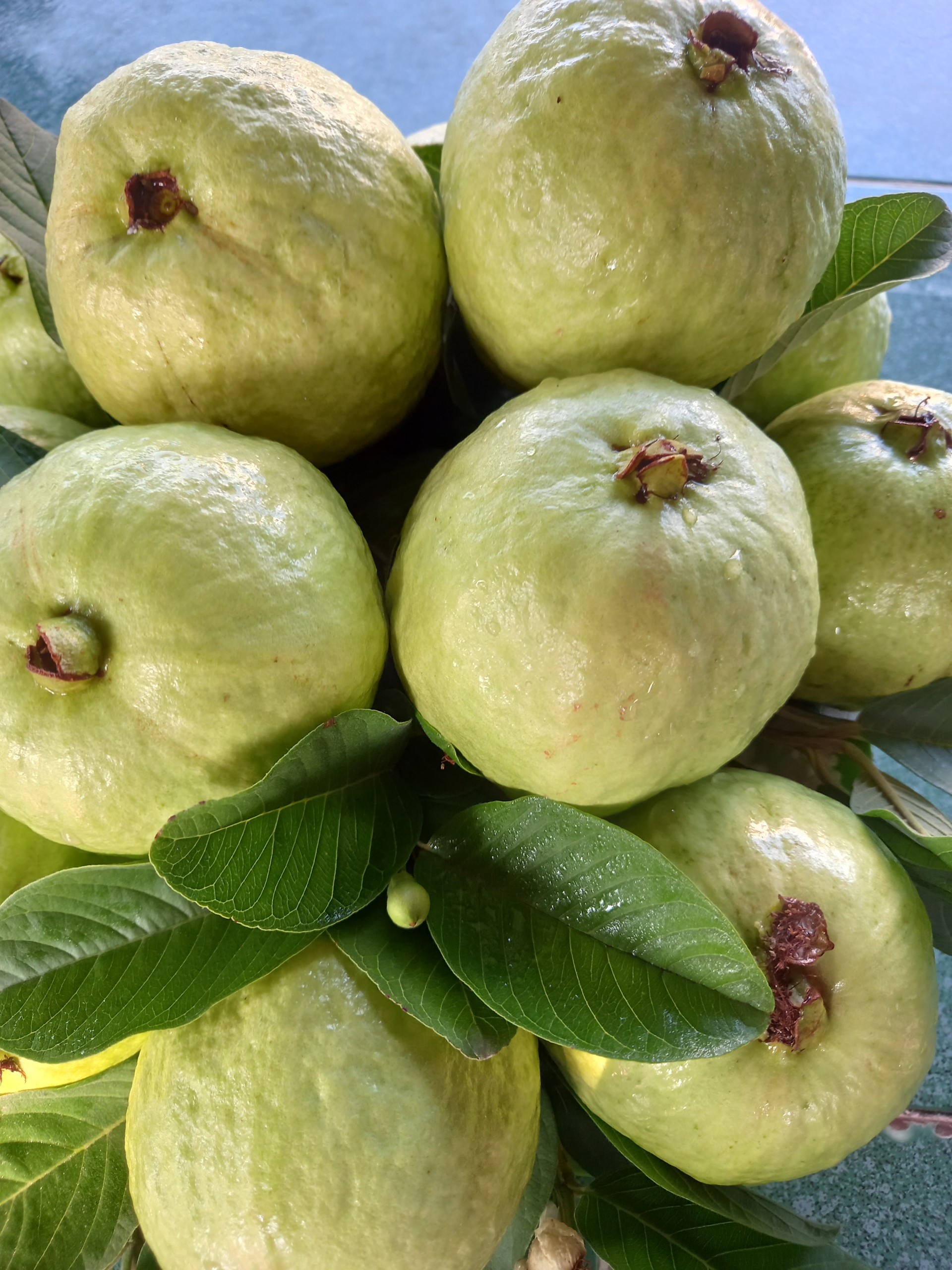 Ổi lai lê Phạm Văn Hảo - Hồng Thái Đông - Đông Triều-Quảng Ninh